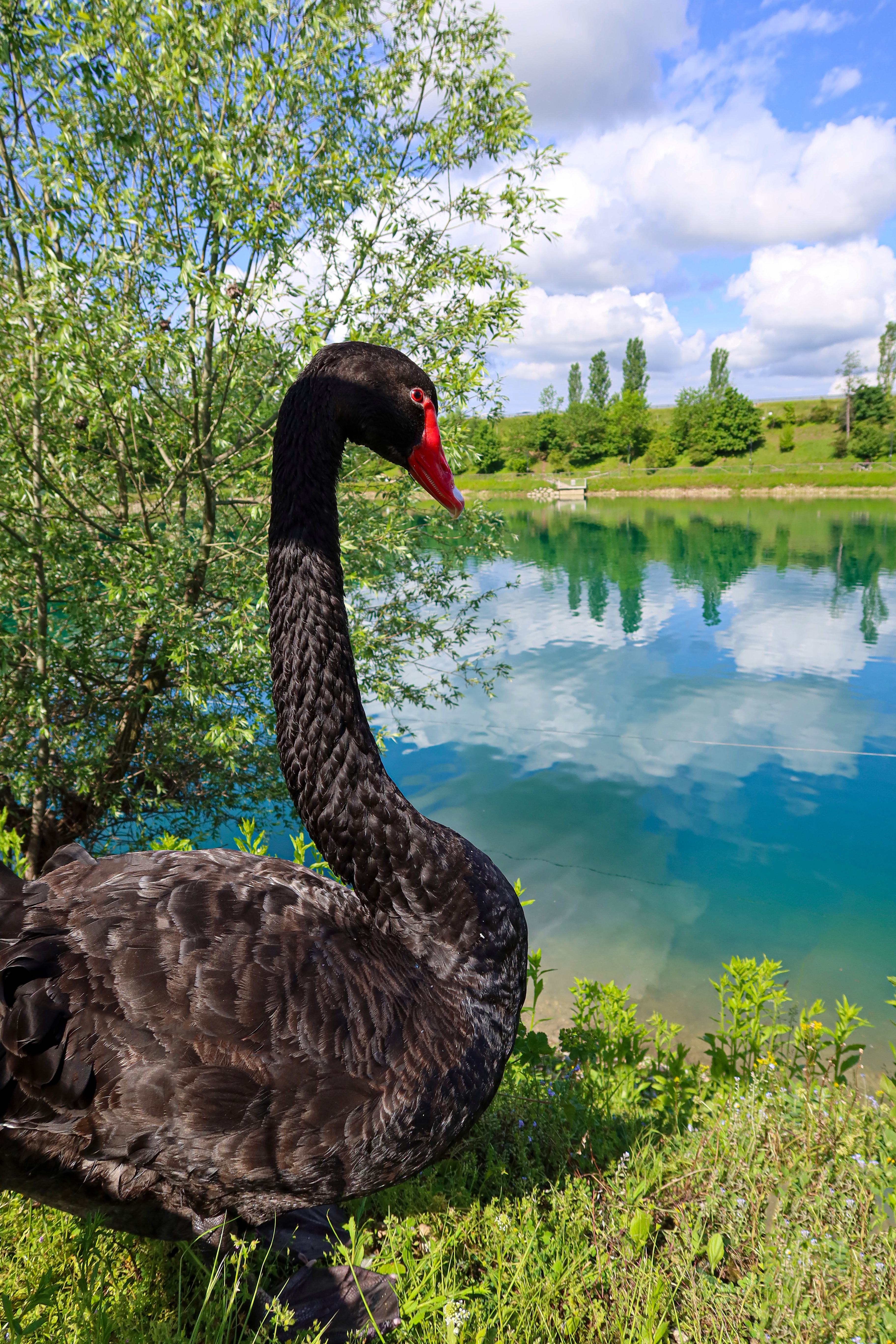 Il cigno nero di Mareno